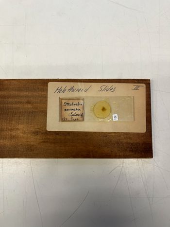 Media type: image;   Invertebrate Zoology HOL-121 Description: Photograph of microscope slide and handwritten label.;  Aspect: slide